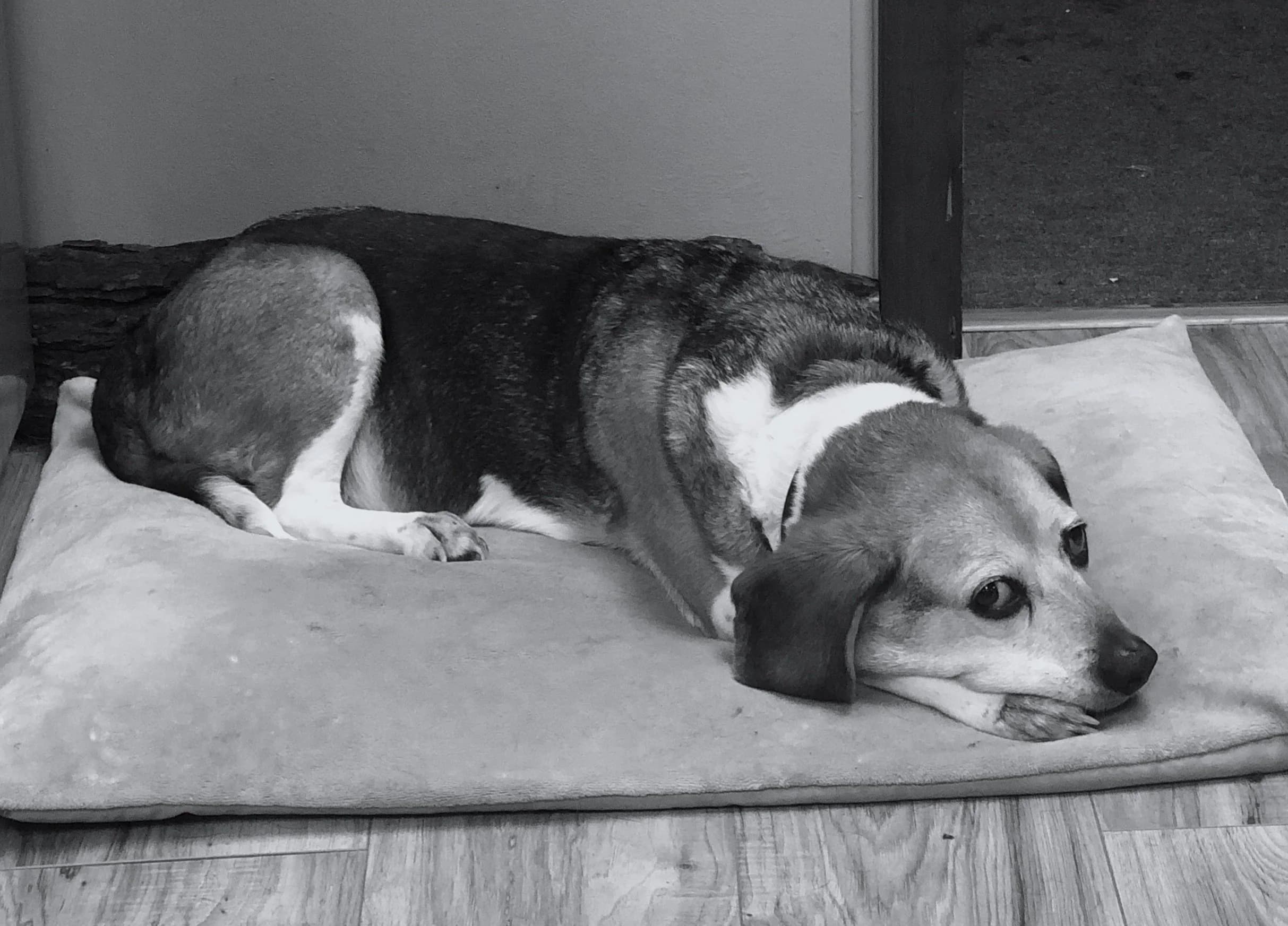 Floyd, the original shop dog at The Front Porch Barber Shop, 2010 to 2020